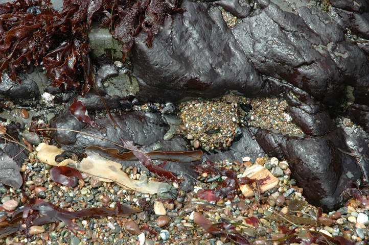 Moonstone Beach 057.jpg